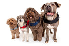 Martingale Dog Harness product image 28