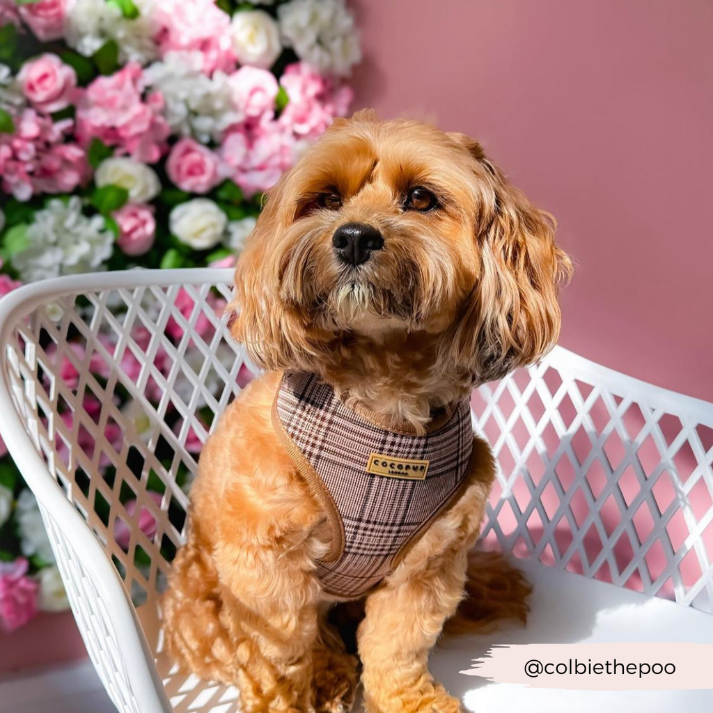 Adjustable Plaid Dog Harness for Comfortable Walks, Lightweight Polyester Design in Five Sizes source image 29