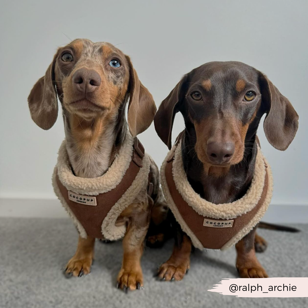 Adjustable Neck Dog Harness, Brown Faux Suede Walking Vest with Soft Fluffy Trim in XXS to Large Sizes source image 29