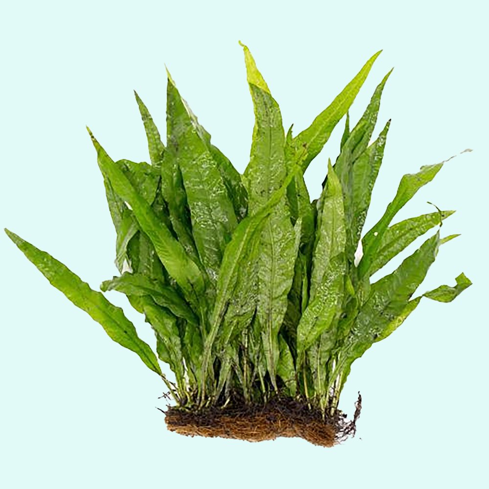 Live Java Fern Aquarium Plant for Low-Light Freshwater Tanks, Bare Root and Mounted Formats source image 29