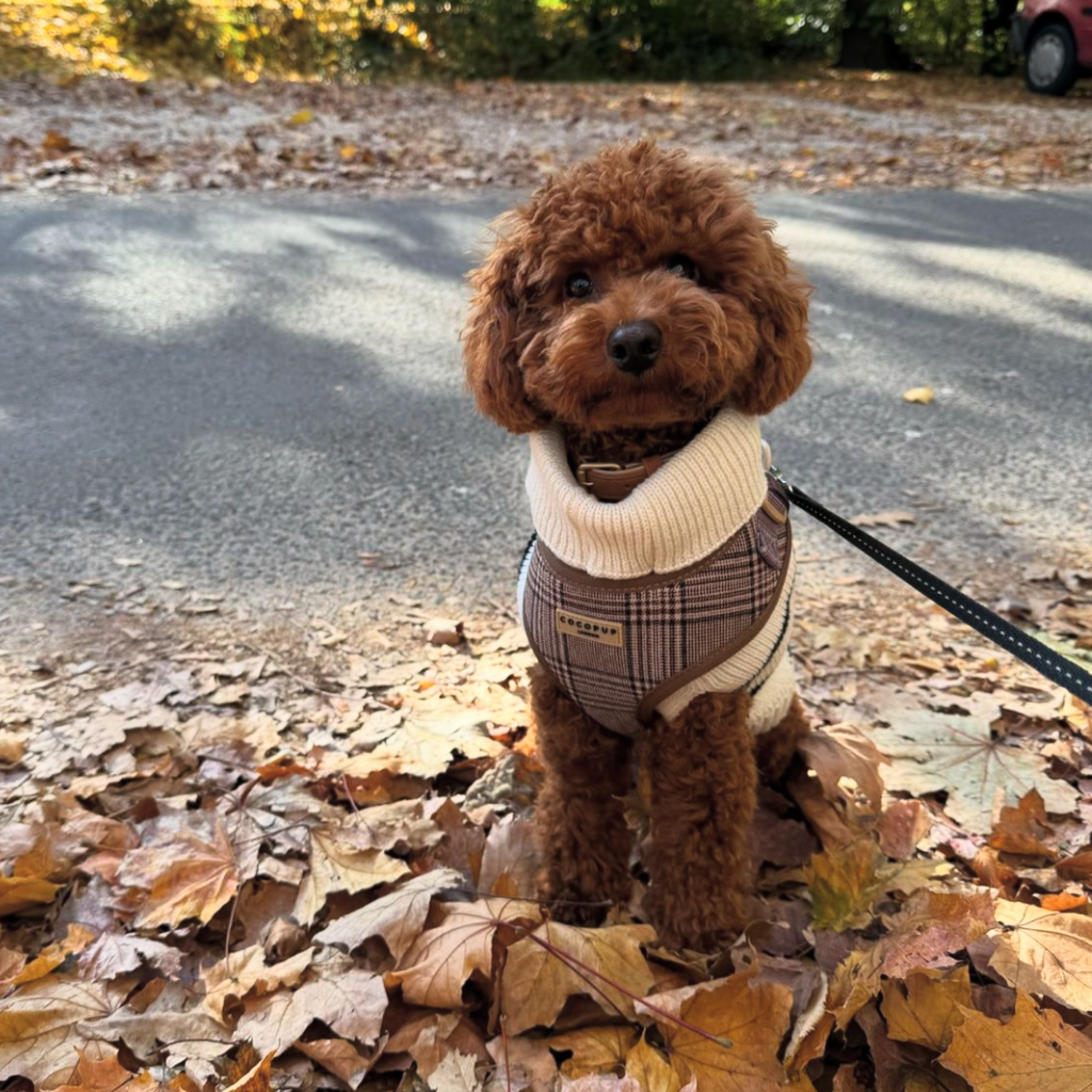 Adjustable Plaid Dog Harness for Comfortable Walks, Lightweight Polyester Design in Five Sizes source image 30