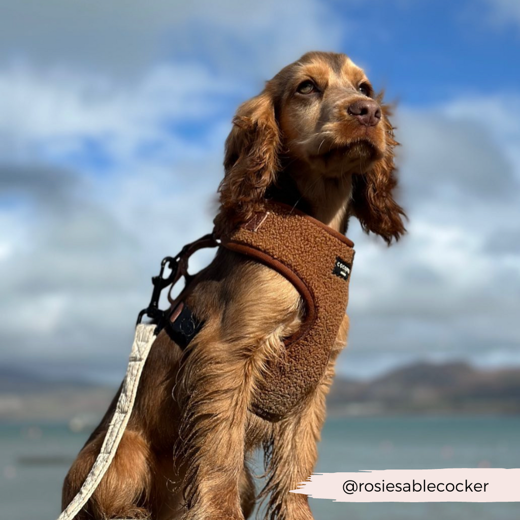 Adjustable Neck Dog Harness in Teddy Texture, Lightweight Walking Vest for XXS to Large Dogs source image 30
