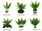 Live Java Fern Aquarium Plant for Low-Light Freshwater Tanks, Bare Root and Mounted Formats source image 30