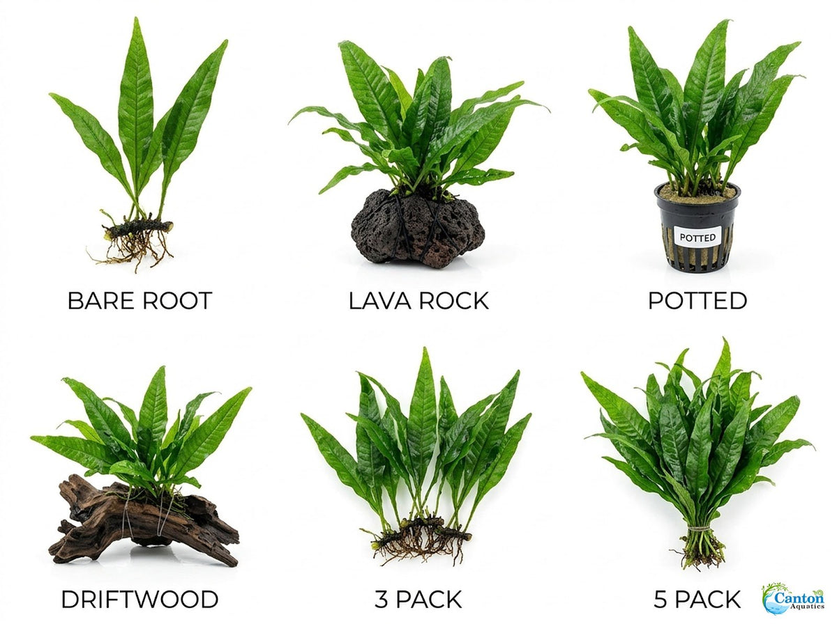 Live Java Fern Aquarium Plant for Low-Light Freshwater Tanks, Bare Root and Mounted Formats source image 30