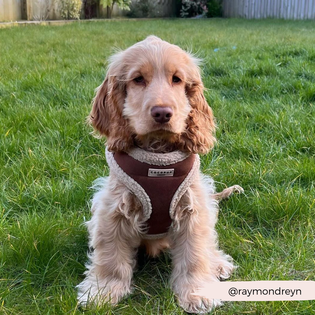 Adjustable Neck Dog Harness, Brown Faux Suede Walking Vest with Soft Fluffy Trim in XXS to Large Sizes source image 30