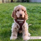 Adjustable Neck Dog Harness, Brown Faux Suede Walking Vest with Soft Fluffy Trim in XXS to Large Sizes source image 30
