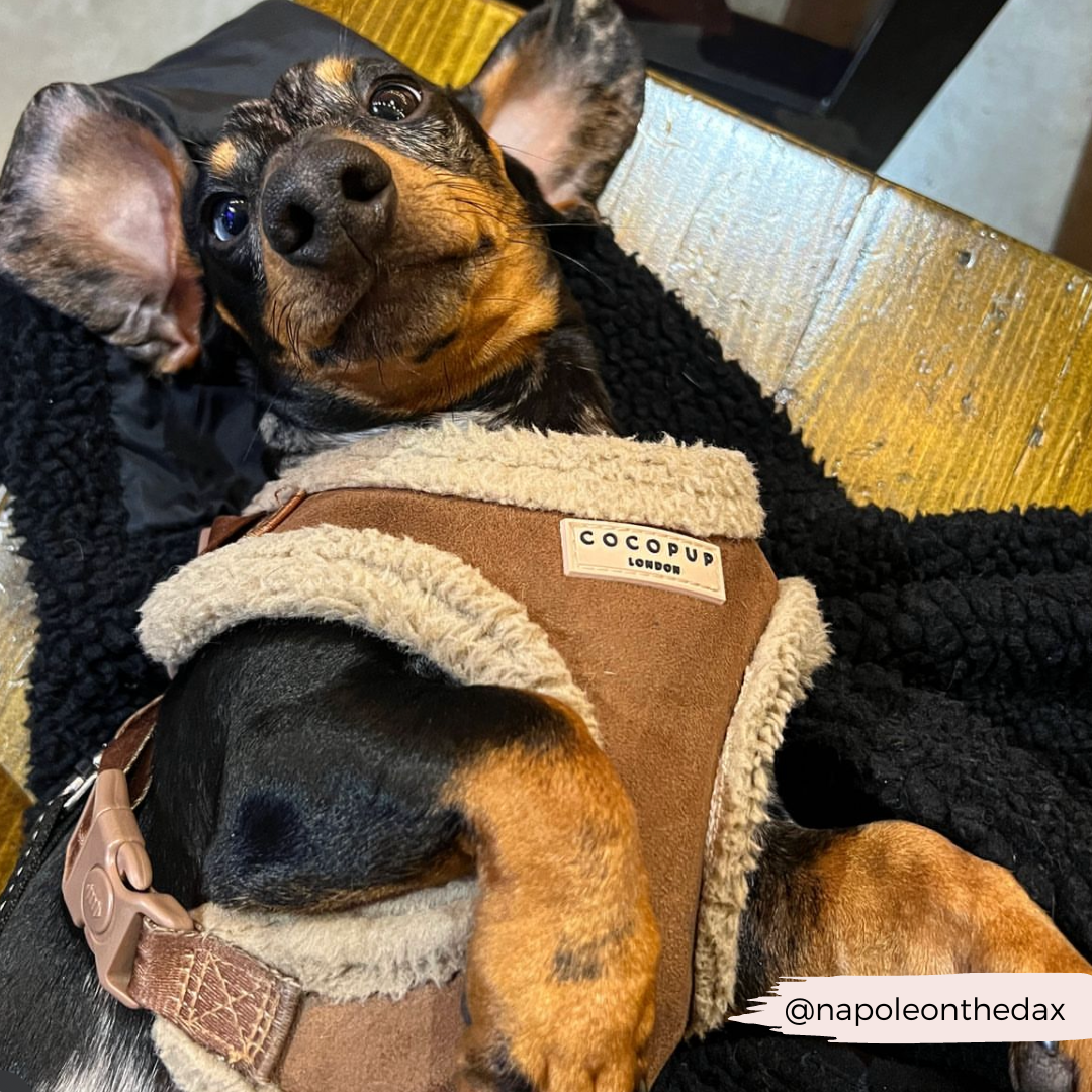Adjustable Neck Dog Harness, Brown Faux Suede Walking Vest with Soft Fluffy Trim in XXS to Large Sizes source image 31