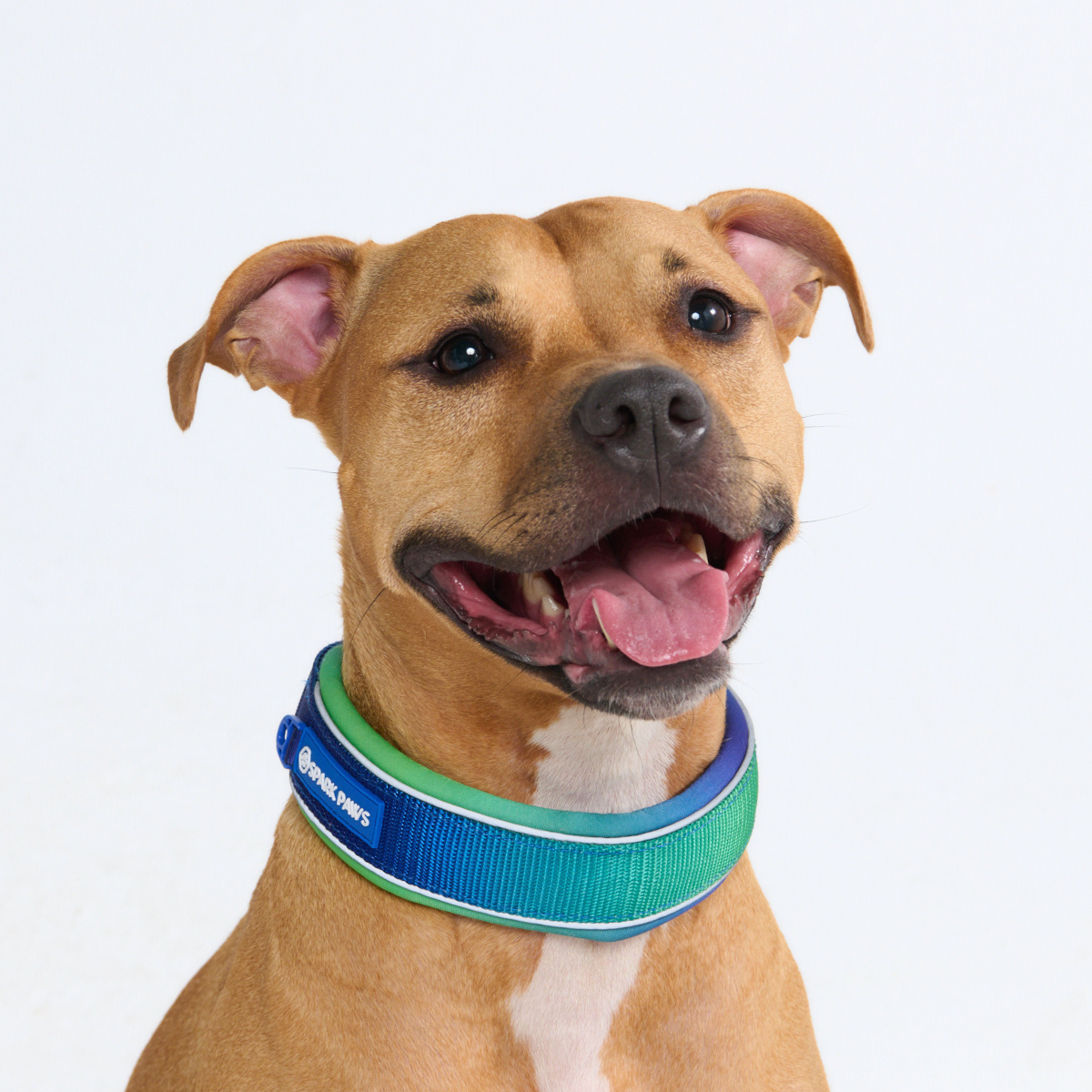 Cushioned Martingale Dog Collar for Gentle Leash Guidance, Limited-Cinch Design in Five Sizes source image 31