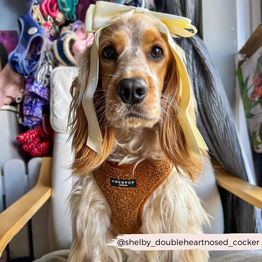 Adjustable Neck Dog Harness in Teddy Texture, Lightweight Walking Vest for XXS to Large Dogs source image 31