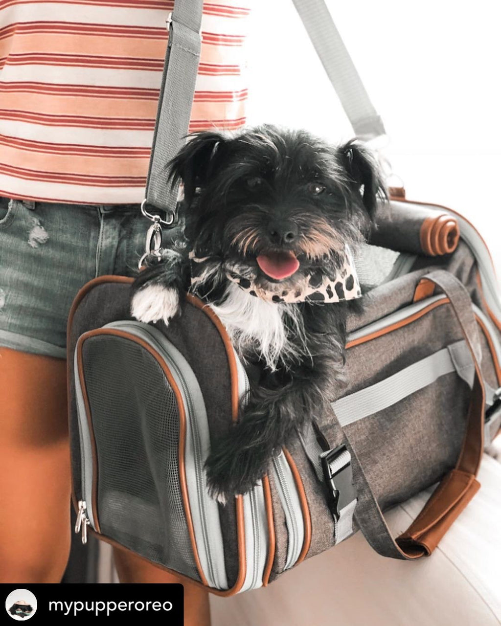 Soft-Sided Airline Pet Carrier for Cats and Small Dogs with Mesh Ventilation and Expandable Port product image 31