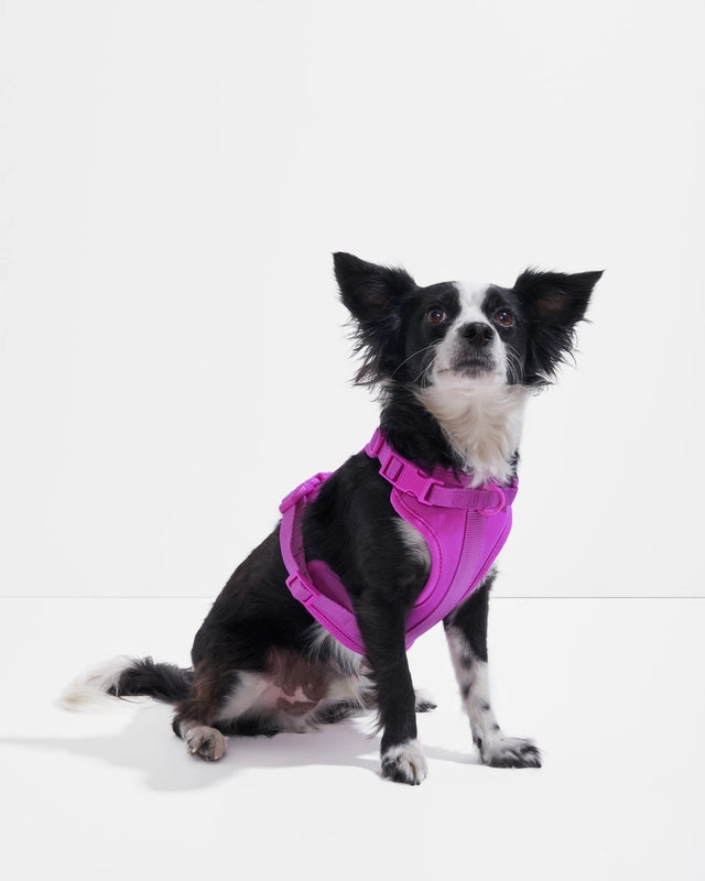 Dog Harness product image 31