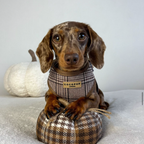 Adjustable Plaid Dog Harness for Comfortable Walks, Lightweight Polyester Design in Five Sizes source image 32