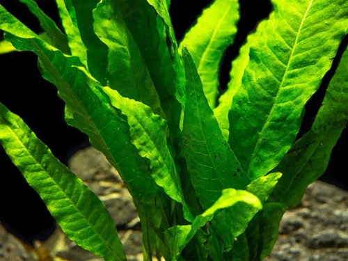Live Java Fern Aquarium Plant for Low-Light Freshwater Tanks, Bare Root and Mounted Formats source image 32