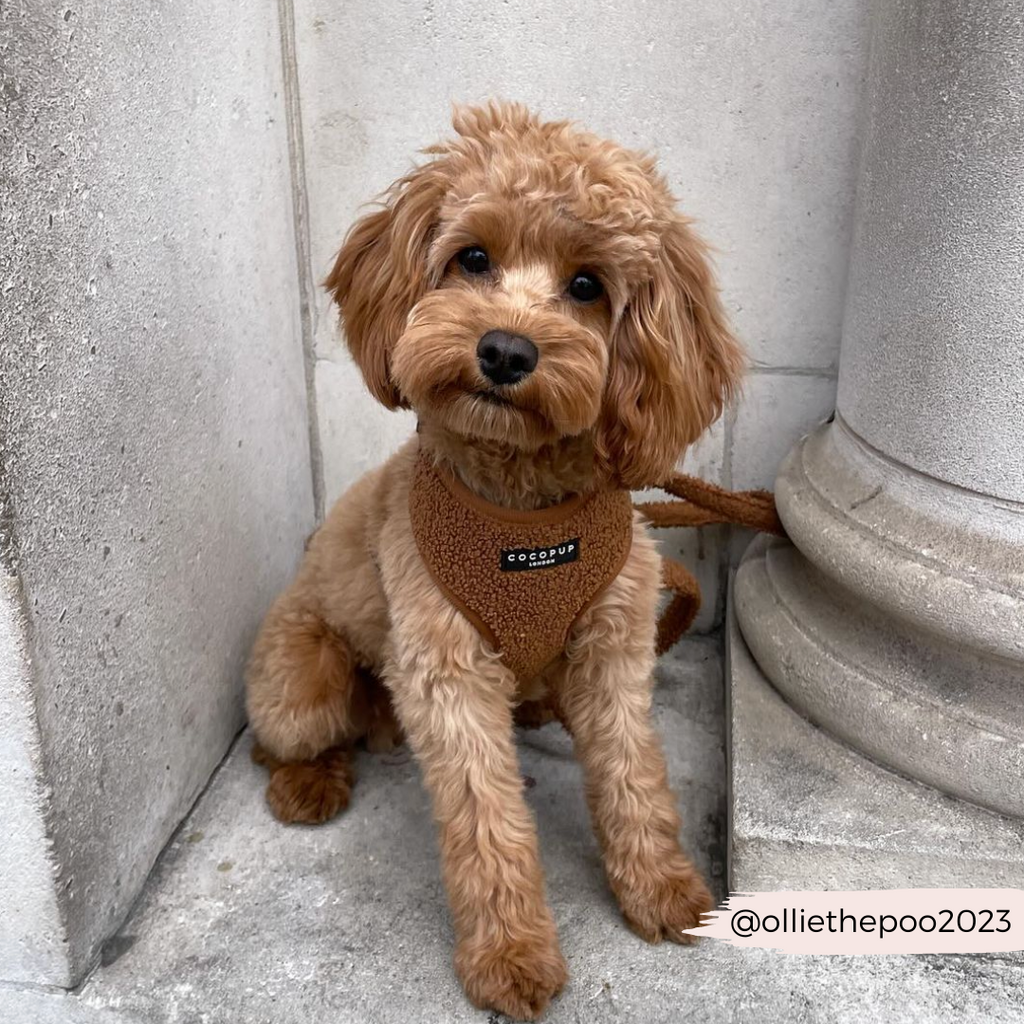 Adjustable Neck Dog Harness in Teddy Texture, Lightweight Walking Vest for XXS to Large Dogs source image 32