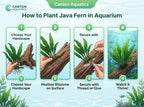 Live Java Fern Aquarium Plant for Low-Light Freshwater Tanks, Bare Root and Mounted Formats source image 33