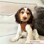 Adjustable Neck Dog Harness in Teddy Texture, Lightweight Walking Vest for XXS to Large Dogs source image 33