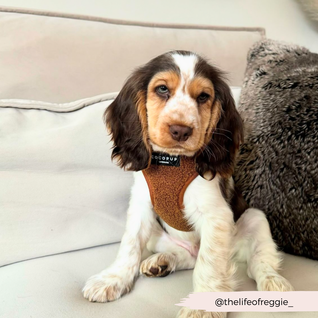 Adjustable Neck Dog Harness in Teddy Texture, Lightweight Walking Vest for XXS to Large Dogs source image 33
