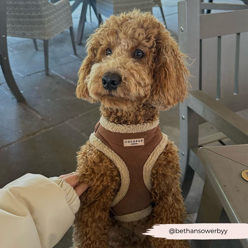 Adjustable Neck Dog Harness, Brown Faux Suede Walking Vest with Soft Fluffy Trim in XXS to Large Sizes source image 33