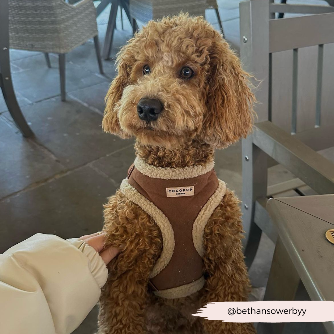 Adjustable Neck Dog Harness, Brown Faux Suede Walking Vest with Soft Fluffy Trim in XXS to Large Sizes source image 33