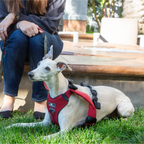 Crash-Tested Dog Car Safety Harness product image 33