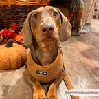 Adjustable Neck Dog Harness in Teddy Texture, Lightweight Walking Vest for XXS to Large Dogs source image 34