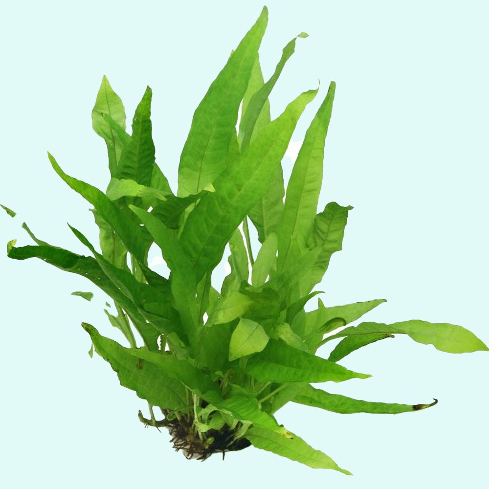 Live Java Fern Aquarium Plant for Low-Light Freshwater Tanks, Bare Root and Mounted Formats source image 35