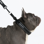 Cushioned Martingale Dog Collar for Gentle Leash Guidance, Limited-Cinch Design in Five Sizes source image 35