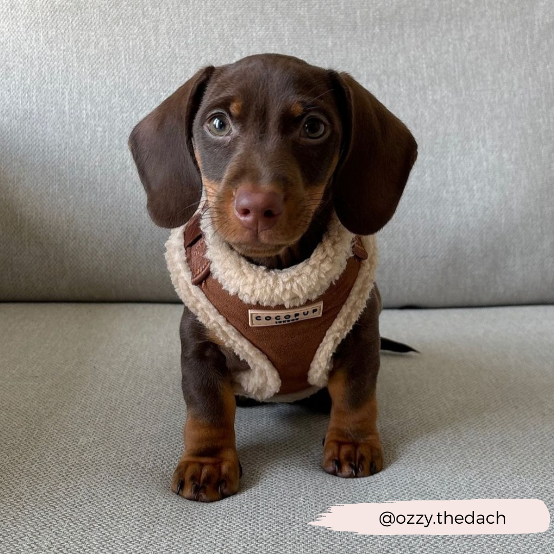 Adjustable Neck Dog Harness, Brown Faux Suede Walking Vest with Soft Fluffy Trim in XXS to Large Sizes source image 35