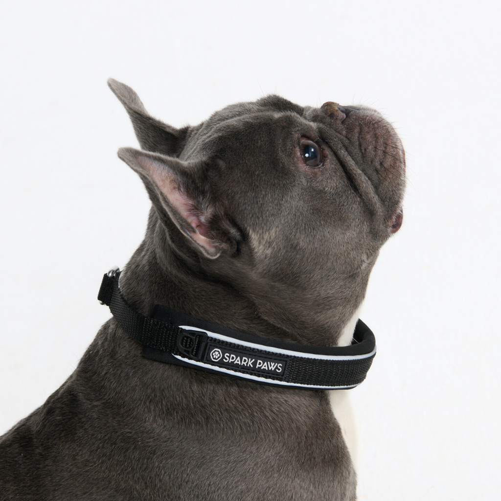 Cushioned Martingale Dog Collar for Gentle Leash Guidance, Limited-Cinch Design in Five Sizes source image 36