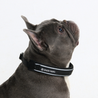Cushioned Martingale Dog Collar for Gentle Leash Guidance, Limited-Cinch Design in Five Sizes source image 36