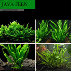 Live Java Fern Aquarium Plant for Low-Light Freshwater Tanks, Bare Root and Mounted Formats source image 37