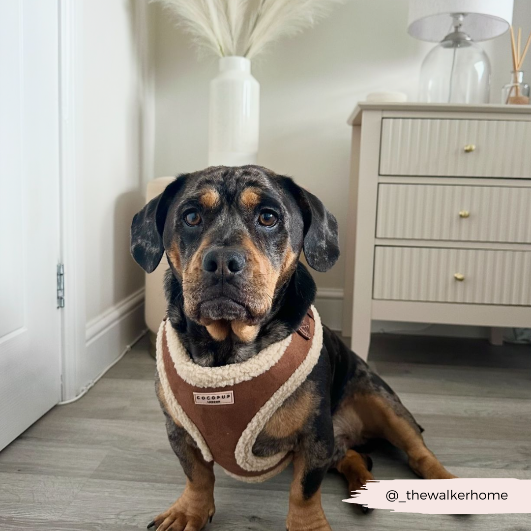 Adjustable Neck Dog Harness, Brown Faux Suede Walking Vest with Soft Fluffy Trim in XXS to Large Sizes source image 37