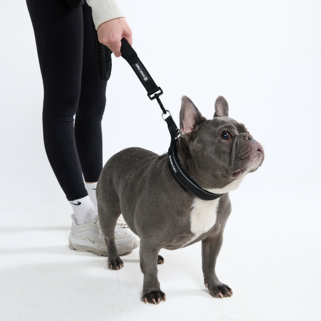 Hands-Free Dog Leash and Waste Bag Holder Set, Bungee Control and Dual Handles for Everyday Walks source image 37