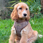 Adjustable Plaid Dog Harness for Comfortable Walks, Lightweight Polyester Design in Five Sizes source image 38