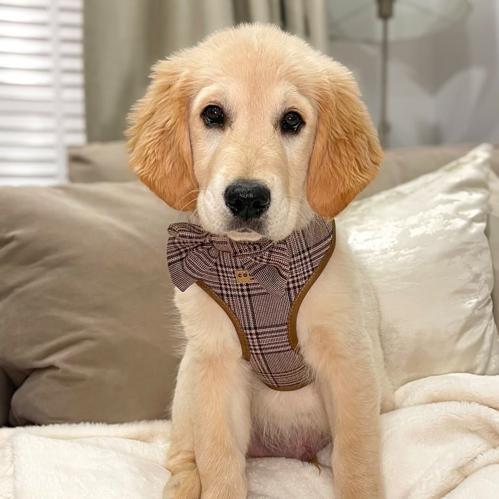 Adjustable Plaid Dog Harness for Comfortable Walks, Lightweight Polyester Design in Five Sizes source image 39