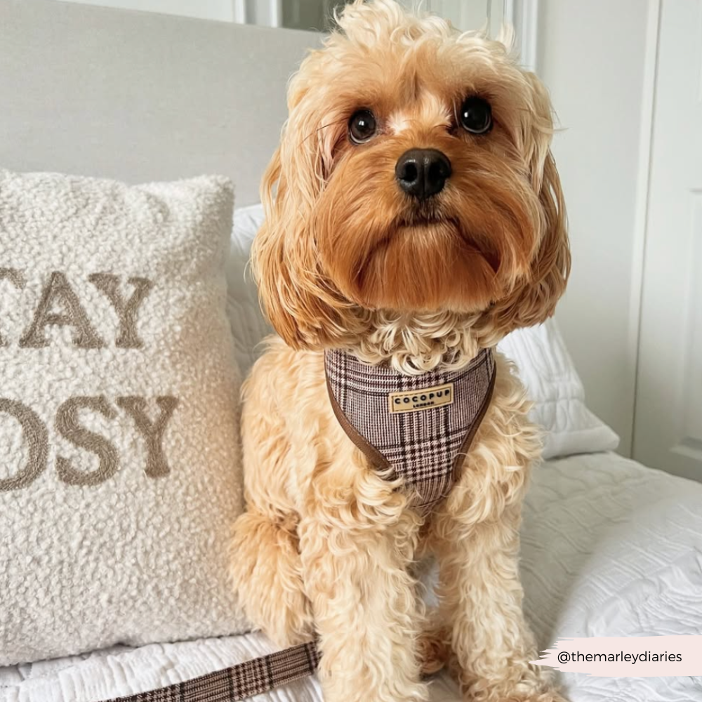 Adjustable Plaid Dog Harness for Comfortable Walks, Lightweight Polyester Design in Five Sizes source image 40