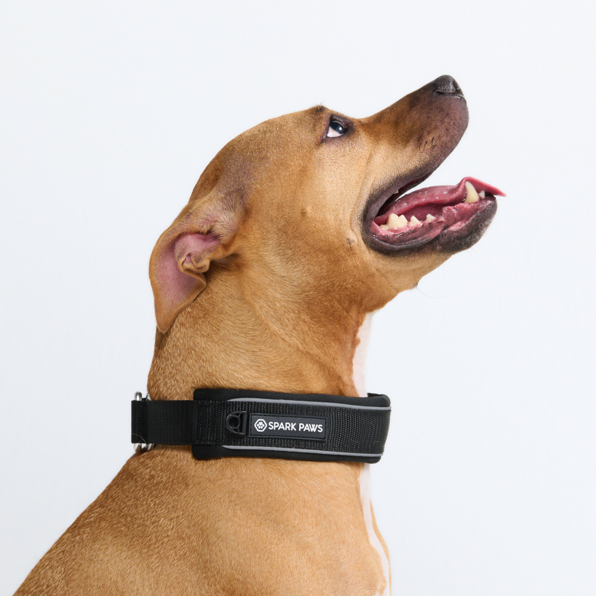 Cushioned Martingale Dog Collar for Gentle Leash Guidance, Limited-Cinch Design in Five Sizes source image 40