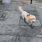 Waterproof Dog Boot Leggings for Winter Walks, Seam-Free TPE Paw Covers and Full-Leg Protection source image 41