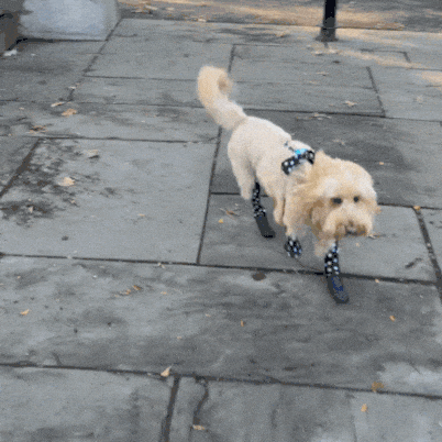 Waterproof Dog Boot Leggings for Winter Walks, Seam-Free TPE Paw Covers and Full-Leg Protection source image 41