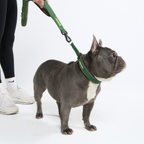 Hands-Free Dog Leash and Waste Bag Holder Set, Bungee Control and Dual Handles for Everyday Walks source image 41