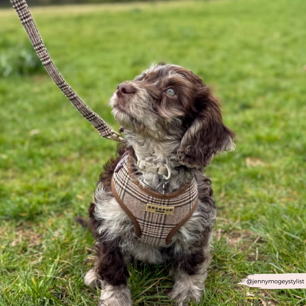 Adjustable Plaid Dog Harness for Comfortable Walks, Lightweight Polyester Design in Five Sizes source image 41
