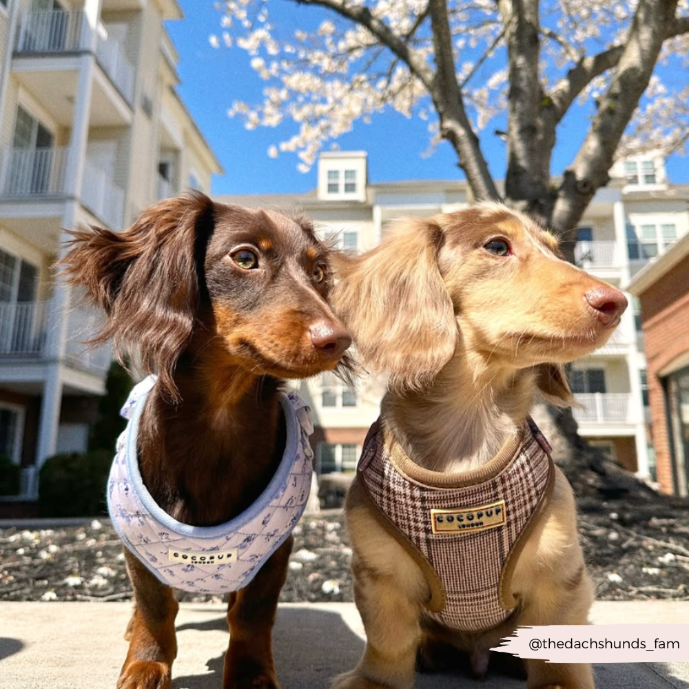Adjustable Plaid Dog Harness for Comfortable Walks, Lightweight Polyester Design in Five Sizes source image 42