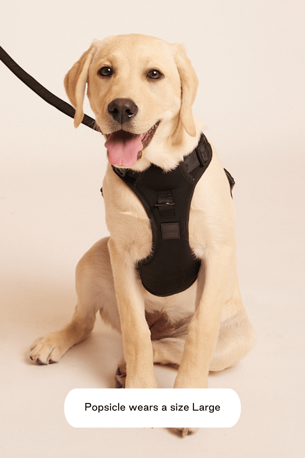 Hands-Free Dog Walking Set for Waist or Shoulder Wear, Neoprene Harness and Compact Pouch Bundle source image 42