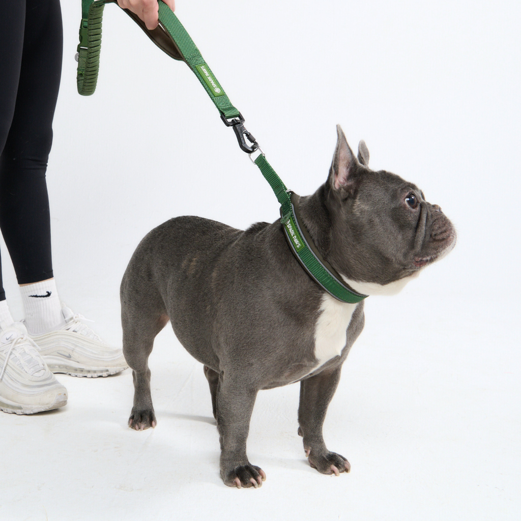 Cushioned Martingale Dog Collar for Gentle Leash Guidance, Limited-Cinch Design in Five Sizes source image 48