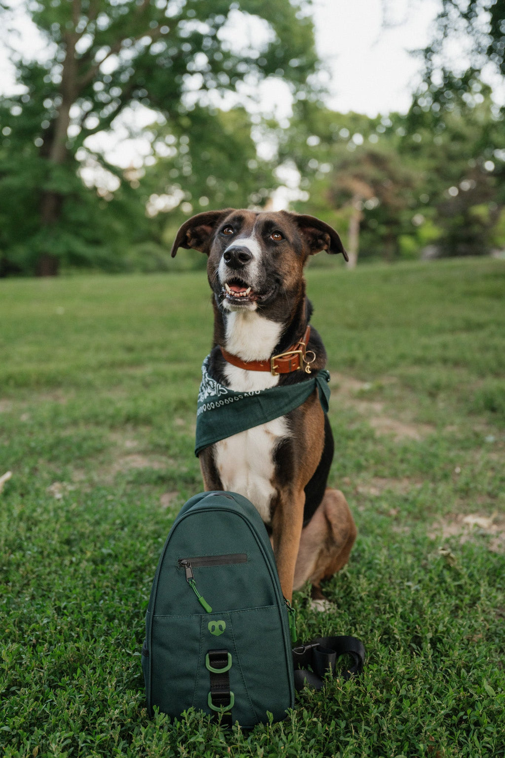 Waterproof Dog Walking Shoulder Bag, Organized Treat and Waste Storage for Training and Daily Outings source image 49