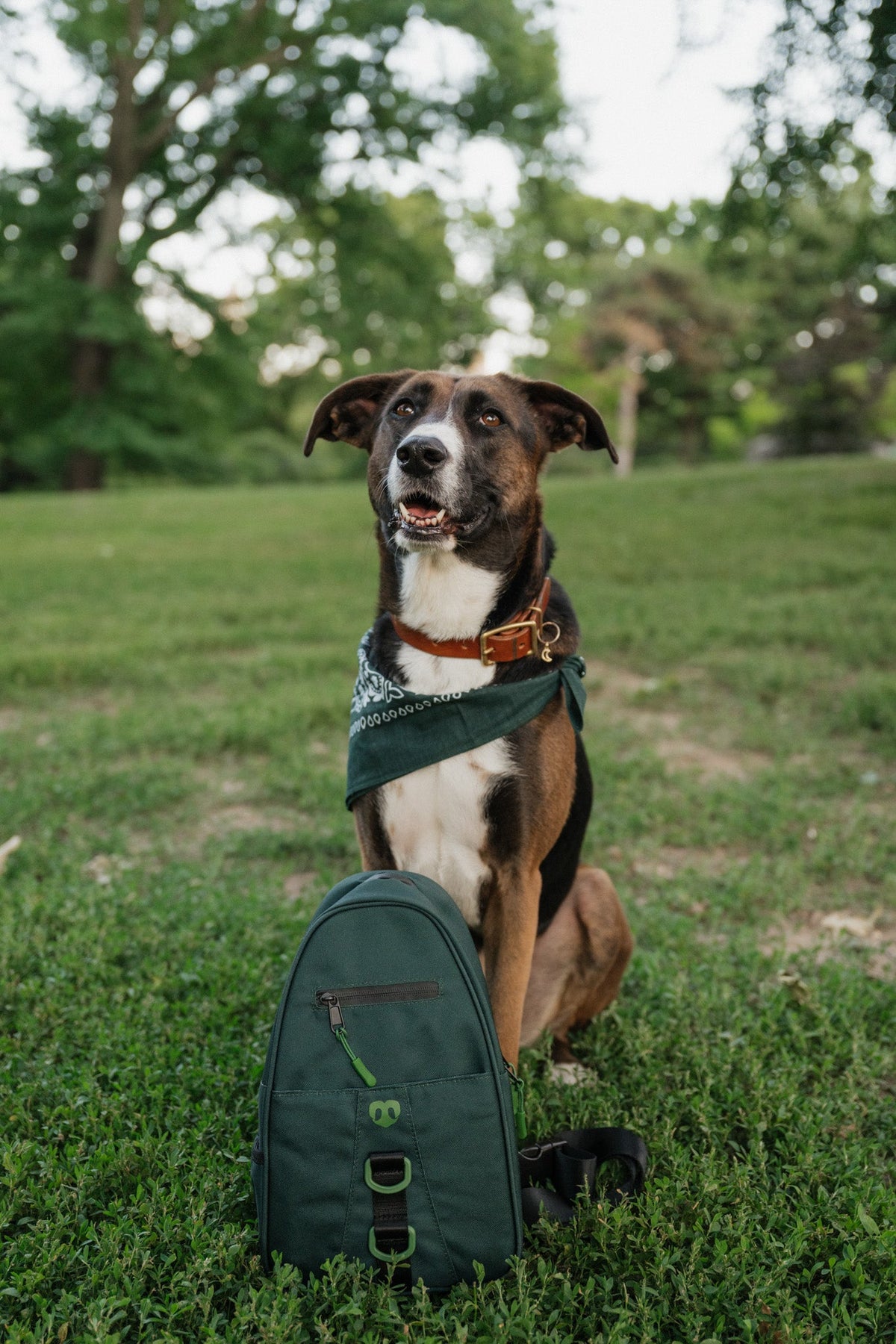 Waterproof Dog Walking Shoulder Bag, Organized Treat and Waste Storage for Training and Daily Outings source image 49