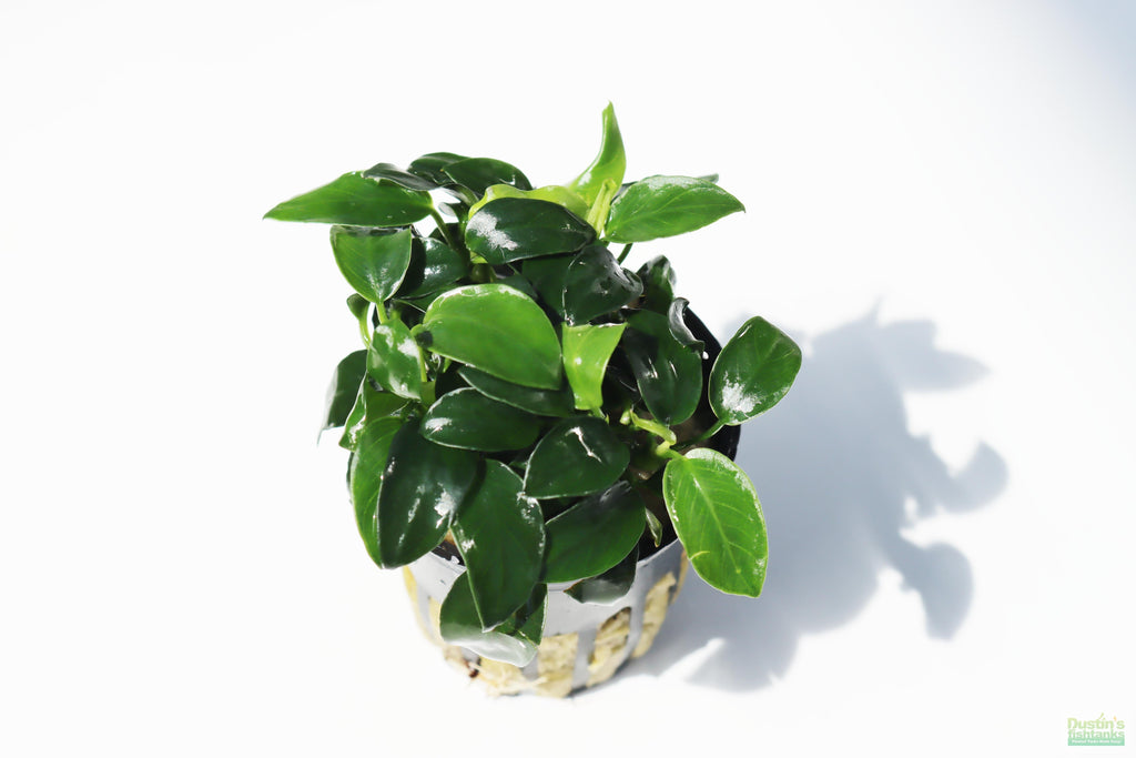 Live Anubias Nana Petite Aquarium Plant product image 50