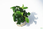 Live Anubias Nana Petite Aquarium Plant product image 50