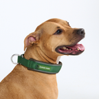 Cushioned Martingale Dog Collar for Gentle Leash Guidance, Limited-Cinch Design in Five Sizes source image 51