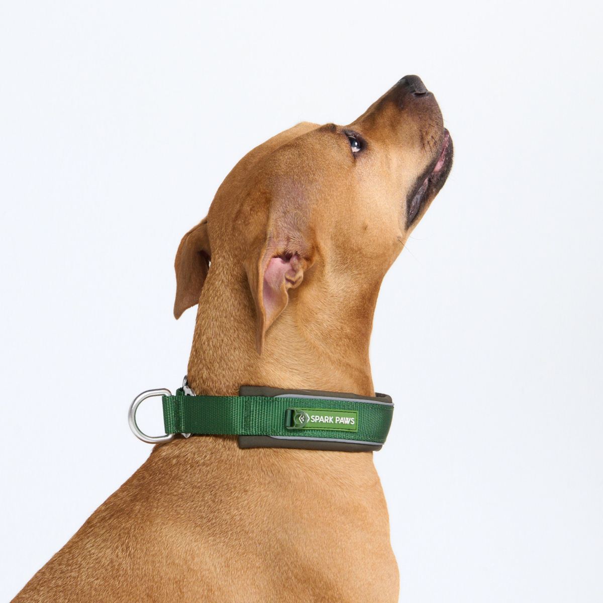 Cushioned Martingale Dog Collar for Gentle Leash Guidance, Limited-Cinch Design in Five Sizes source image 52